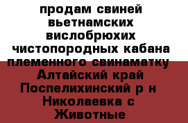 продам свиней вьетнамских вислобрюхих чистопородных,кабана племенного,свинаматку - Алтайский край, Поспелихинский р-н, Николаевка с. Животные и растения » Другие животные   . Алтайский край